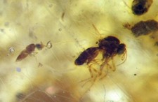 Pliocene amber from africa - pliocene,