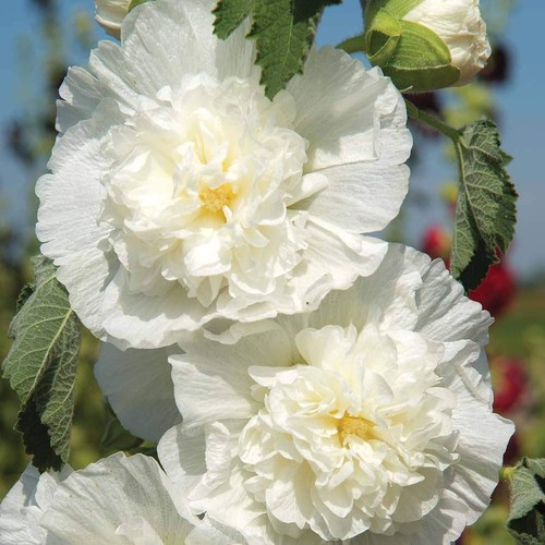 Hollyhock double chater icicle - hollyhock,