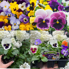 20 X Pansy Plants Garden Ready