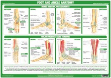 Foot And Ankle Anatomy Poster