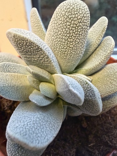Crassula tecta rare succulent - crassula,