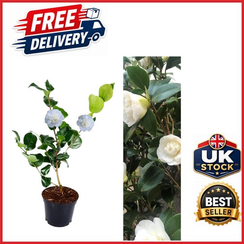 Camellia nobilissima plant - nobilissima,