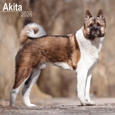 Akita 2026 Calendar | Dog