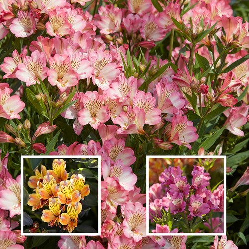 Alstroemeria summer collection - summer,
