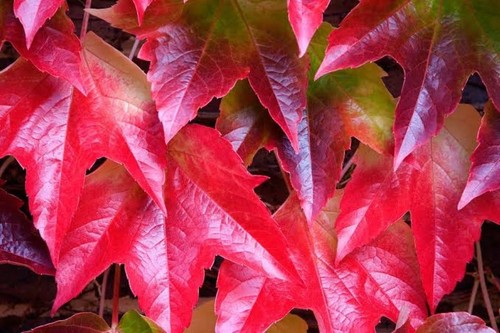 Boston ivy seeds japanese - boston,
