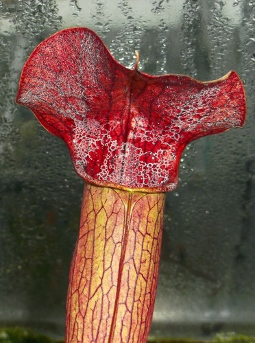 Sarracenia alata mk a22 - alata, “,