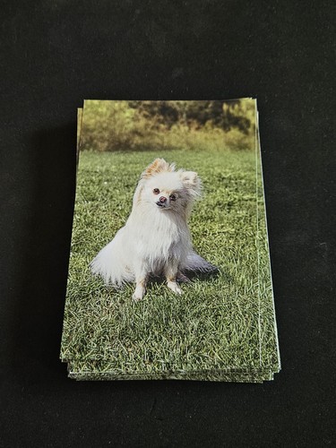 Chihuahua postcard - chihuahua,