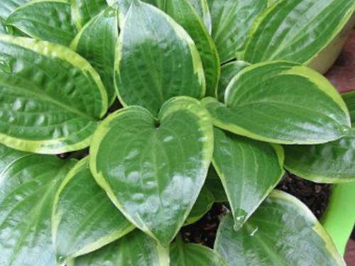 Hosta bedford rise - shine, (