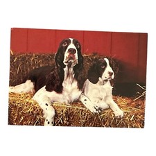 Springer Spaniel Mother And