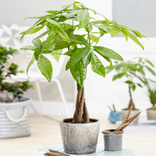 Pachira Aquatica Tree - Live Premium Potted Indoor Plant Braided Stem 12cm Pot