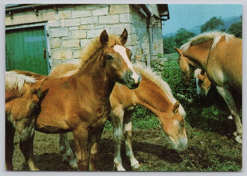 C45548 haflinger mare foals - c45548, &