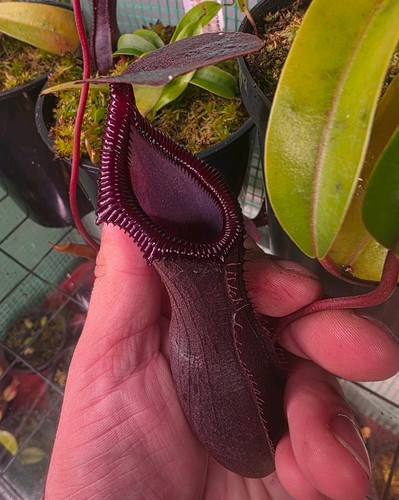 Nepenthes pitcher bill - pitcher, (bill