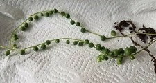 Senecio Rowleyanus x2 Rooted Cuttings String of Pearls trailing house plant 