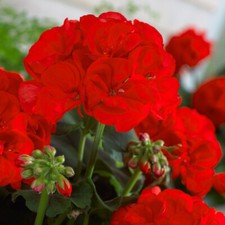 Geranium Summer Lovers Dark