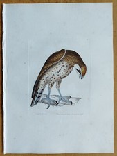 Lanner Falcon - Lewin Original