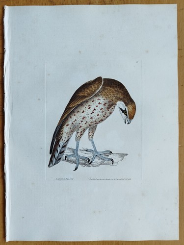 Lanner falcon lewin original - -,