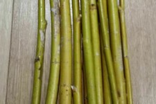 50 Very Hardy Fast Growing