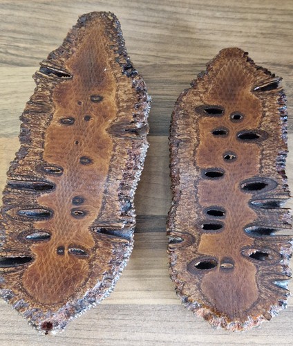 Banksia nuts seed pods 2 - banksia, nuts/seed