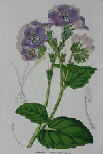 BOTANICAL old flower print COSMANTHUS GRANDIFLORUS Horto van Houtteano c.1860