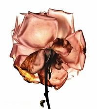 1970/84 Vintage IRVING PENN