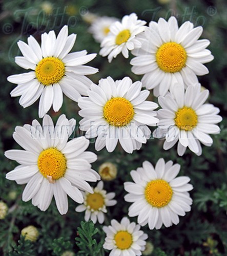 Anthemis snow carpetsnowy - anthemis,