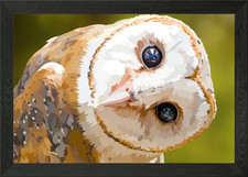 Staring Barn Owl Framed Wall