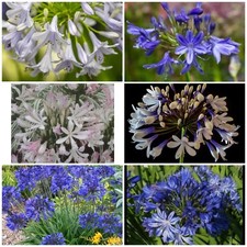 30x Mixed Agapanthus seeds. UK