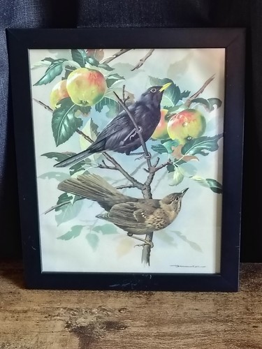 Framed print blackbirds - framed,