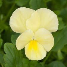 Jumbo Pure Primrose Winter