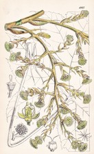 Aralia Papyrifera China Flower