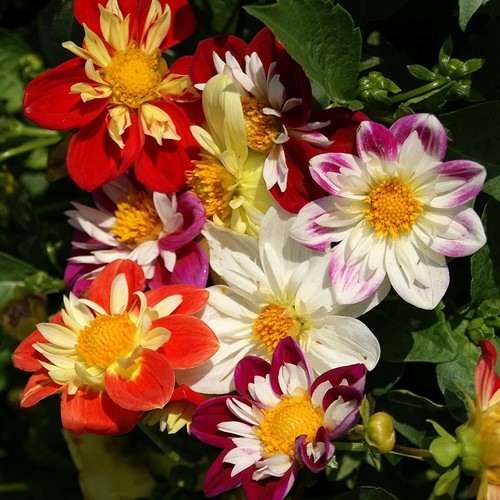 Dahlia dwarf danoy - dahlia, mixed