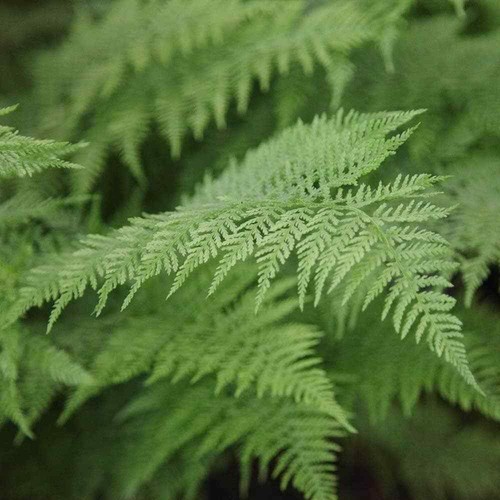 Lady fern athyrium - lady,