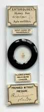 Clarke & Page Antique Microscope Slide. Salivary Glands of Bee. 