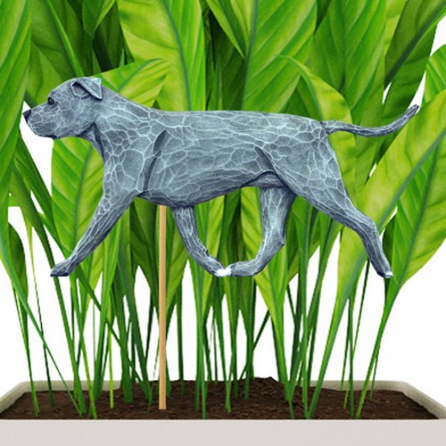 American staffordshire bull - american,