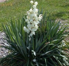 Yucca filamentosa - Adam's