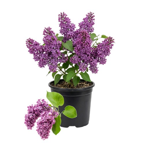 Purple fragrant common - fragrant, lilac