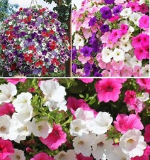 Trailing Petunia Colourful Mix | 100+ seeds Hanging Baskets | Same Day Dispatch