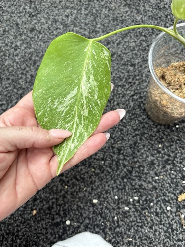 Monstera albo good - monstera,