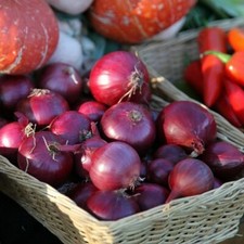 Onion Sets -RED BARON Onions Sets (The easy way to grow Onions) Bulbs, Ready