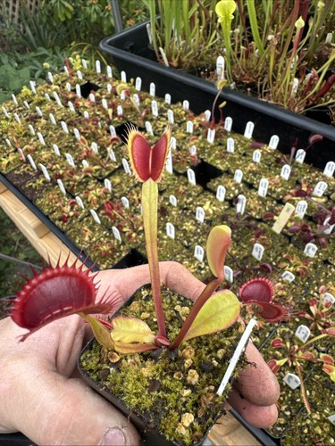 Dionaea muscipula venus - dionaea,