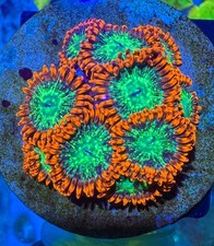 WWC Astral Shift High End Zoa Zoanthid 1 polyp frag coral