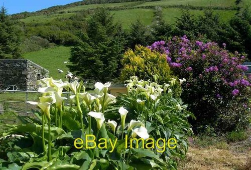 Photo 6x4 arum lilies - photo,