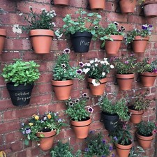 Pot-Ups 6 Plant
