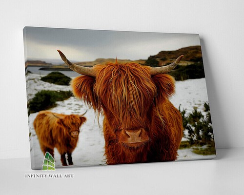 Highland cows brown - canvas, art
