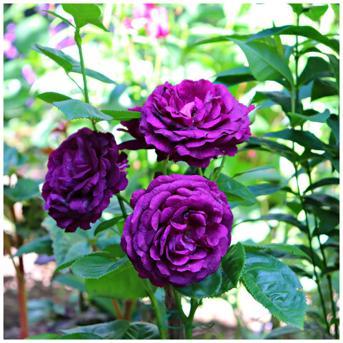 Rosa twilight zone very - rosa,