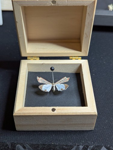 Display box real - display,