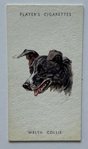 Player dogs heads welsh - player’s,