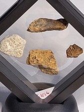 Dinosaur Fossil Collection