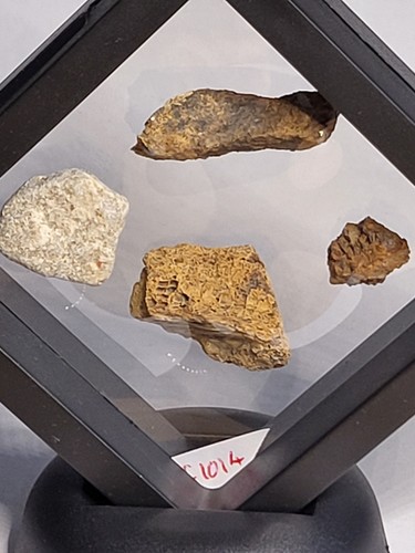 Dinosaur fossil collection - fossil,