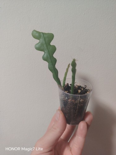 Epiphyllum anguliger fishbone - epiphyllum, 'fishbone